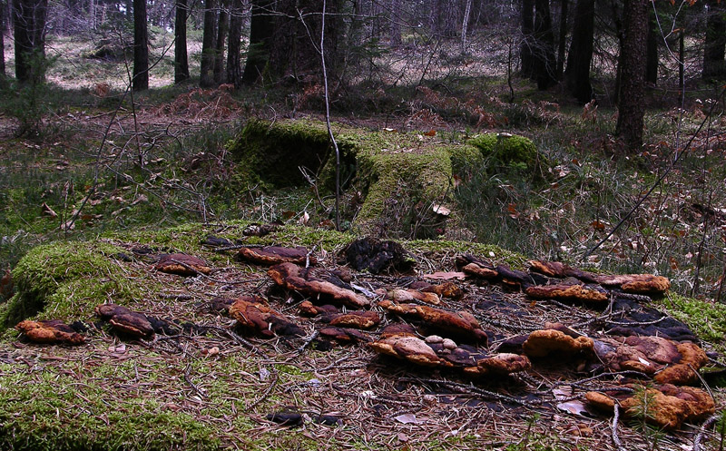 Giro in abetaia e pineta.